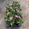 PELARGON 12 CM STARRY PINK MÅLSTA